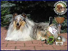 Owczarek Szkocki Collie - BLUE PENELOPE vom Schloß Ramstedt Penelopka mama