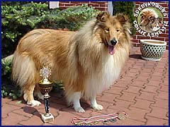 Owczarek Szkocki Collie - CH.PL.; MŁ.CH.PL. RONJA vom Schloß Ramstedt Ronja mama