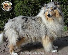 Owczarek Szkocki Collie - Kaja :)