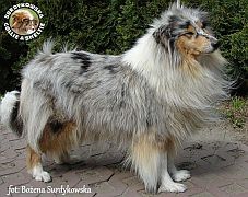 Owczarek Szkocki Collie - Kaja :)