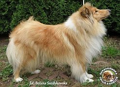 Owczarek Szkocki Collie - Neska :)