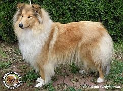 Owczarek Szkocki Collie - Neska :)