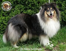 Owczarek Szkocki Collie - Kenia :)