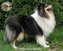 Owczarek Szkocki Collie - Kenia :)