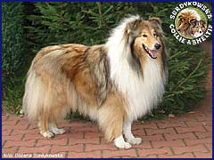 Amorik