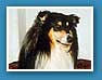 Owczarek Szkocki Collie - BLACK LABEL by Ileyda