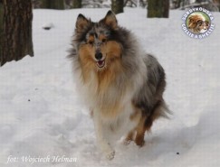 Rob Roy