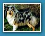 Malouines BLUE BLUE SKY - babcia Penelopki