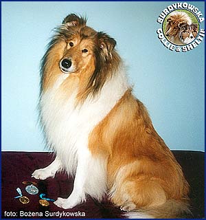 Owczarek Szkocki Collie - MISTER X Boning Snow Redzi - zdjęcie główne