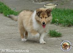 Muffi