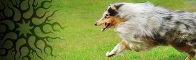 Baner blue merle psa