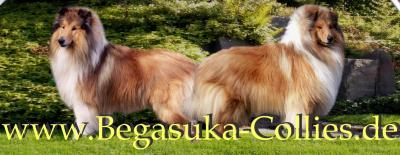 Hodowla collie begasuka