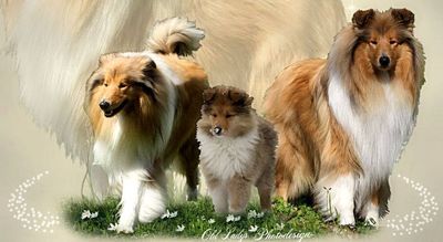 Hodowla collie Birkas