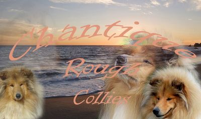 Hodowla Chantique Rough Collies