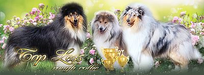 Collie na Ukrainie