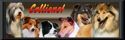 Wszystkie rasy collie i sheltie typu angielskiego