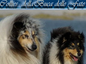 Collies Della Buca Delle Fate