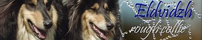 Hodowla collie Eldvidzh