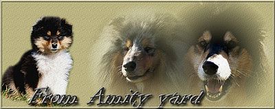 Hodowla collie From Amity Yard