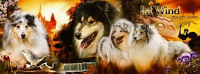 Hodowla collie Ist Wind