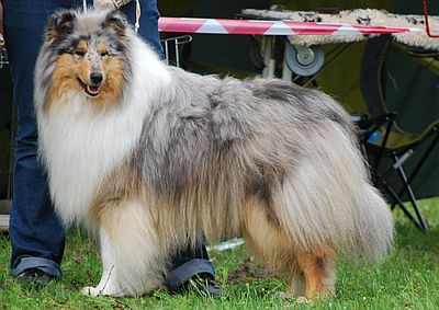 Hodowla collie&sheltie Of Endless Hills