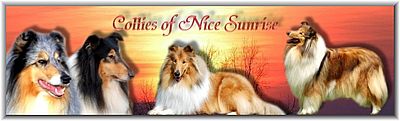 Hodowla Of Nice Sunrise