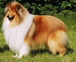ParadiseCollies 