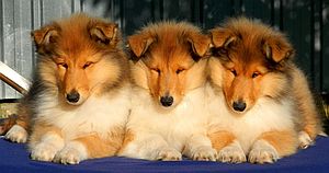 Riverside Song Collies