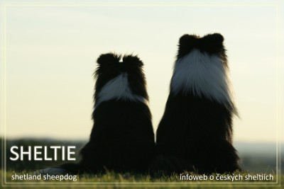 Czeski Portal Sheltie