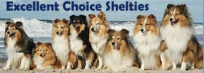 Hodowla Exellent Choice