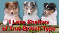 Logo hodowli sheltie typu angielskiego