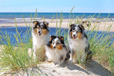 Hodowla Kuukivishelties