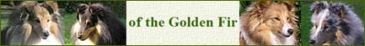Hodowla Of The Golden Fir