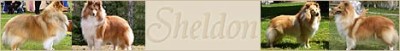 Hodowla Sheldon