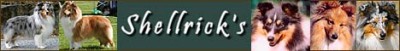 Hodowla Shellrick's