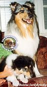 Owczarki Szkockie Collie - 7 tygodniowa Mercia ze swoją mamą :) 7 tygodniowa Mercia ze swoją mamą