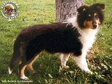 Owczarek Szkocki Collie - Mercia 3 miesiące - śliczny Myber'sik :) Mercia 3 miesiące