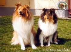 Owczarki Szkockie Collie - Redzi 23 miesiące i Mercia 10 miesięcy :) Redzi 23 miesiące Mercia 10 miesięcy