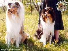 Owczarki Szkockie Collie - Ileyda ICE BLUE DEVOTED i MERETH Laurelin Valaquenta at Surdykowska FCI Devo i Mercia - wystawa Dobre Miasto 01.05.2000