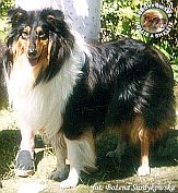 Owczarek Szkocki Collie - MERETH Laurelin Valaquenta at Surdykowska FCI Mercia - wystawa Olsztyn 11.06.2000