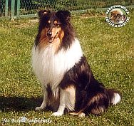 Owczarek Szkocki Collie - Mercia 21,5 miesiąca - śliczny Myber'sik :) Mercia 21 i pół miesiąca