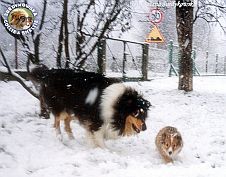 Owczarek Szetlandzki Sheltie - malutka Bońcia oraz Owczarek Szkocki Collie - Mercia :) Boni - 8 i pół tygodnia, Mercia - 19 miesięcy