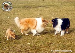 Owczarki Szkockie Collie - Redżi i Mercia oraz malutka Boni - Owczarek Szetlandzki Sheltie :) Boni 4 miesiące, Redżi 2 lata 10 miesięcy, Mercia 21 miesięcy