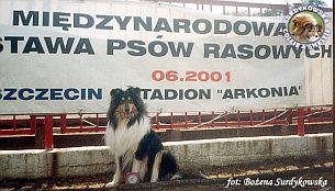 Owczarek Szkocki Collie - MŁ.CH.PL. MERETH Laurelin Valaquenta at Surdykowska FCI Mercia - wystawa Szczecin 16.06.2001