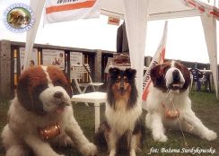 Mercia 2 lata 1-5 miesiąca - gocinnie na wystawie Sopot 2001