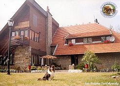 Owczarek Szkocki Collie - MŁ.CH.PL.; CH.PL. MERETH Laurelin Valaquenta at Surdykowska FCI Mercia - na I kryciu u Zbyszka Czubaja