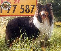 Owczarek Szkocki Collie - MŁ.CH.PL.; CH.PL. MERETH Laurelin Valaquenta at Surdykowska FCI Mercia - na I kryciu u Zbyszka Czubaja