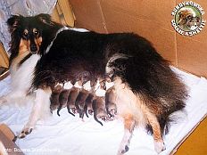 Owczarek Szkocki Collie - MŁ.CH.PL.; CH.PL. MERETH Laurelin Valaquenta at Surdykowska FCI Mercia - urodziła swoje pierwsze maluszki