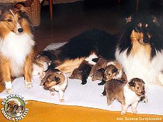 Maluszki Owczarka Szkockiego Collie z ich mamą oraz młodą sunią Owczarka Szetlandzkiego Sheltie :) Mercia - urodziła swoje pierwsze maluszki - 3 tygodnie