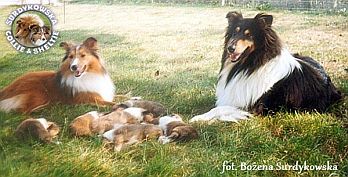 Maluszki Owczarka Szkockiego Collie z ich mamą oraz młodą sunią Owczarka Szetlandzkiego Sheltie :) Mercia - urodziła swoje pierwsze maluszki - 3 tygodnie